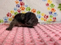 Moana, a female French Bulldog for sale in Sierra Vista, AZ – 3 of 5