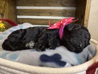 AKC- Rosie- Black Female, a female Poodle - Standard  for sale in Sierra Vista, AZ – Photo 5 of 10