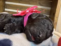 AKC- Rosie- Black Female, a female Poodle - Standard  for sale in Sierra Vista, AZ – Photo 2 of 10