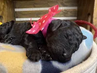 AKC- Rosie- Black Female, a female Poodle - Standard  for sale in Sierra Vista, AZ – Photo 4 of 10