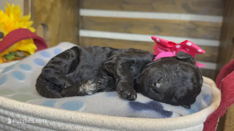 AKC- Rosie- Black Female