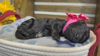 AKC- Rosie- Black Female, a female Poodle - Standard  for sale in Sierra Vista, AZ – Photo 3 of 10