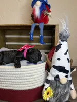 AKC- Rosie- Black Female, a female Poodle - Standard  for sale in Sierra Vista, AZ – Photo 10 of 10