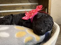 AKC- Rosie- Black Female, a female Poodle - Standard  for sale in Sierra Vista, AZ – Photo 9 of 10