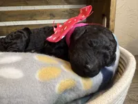 AKC- Rosie- Black Female, a female Poodle - Standard  for sale in Sierra Vista, AZ – Photo 7 of 10