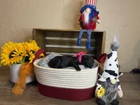 AKC- Rosie- Black Female, a female Poodle - Standard  for sale in Sierra Vista, AZ – Photo 6 of 10