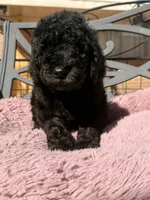 AKC MALE, a male Poodle - Standard  for sale in Sierra Vista, AZ – Photo 2 of 7