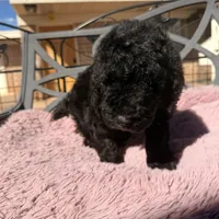 Ready Now! AKC MALE, a male Poodle - Standard  for sale in Sierra Vista, AZ – Photo 4 of 7