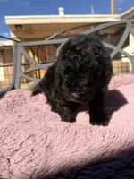 AKC MALE, a male Poodle - Standard  for sale in Sierra Vista, AZ – Photo 4 of 7