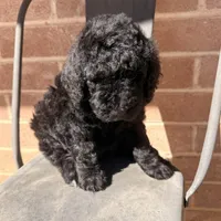 Ready Now! AKC MALE, a male Poodle - Standard  for sale in Sierra Vista, AZ – Photo 7 of 7