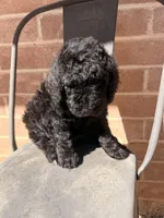AKC MALE, a male Poodle - Standard  for sale in Sierra Vista, AZ – Photo 7 of 7