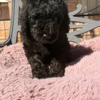 Ready Now! AKC MALE, a male Poodle - Standard  for sale in Sierra Vista, AZ – Photo 5 of 7