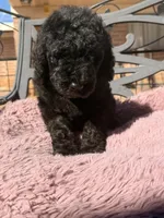 AKC MALE, a male Poodle - Standard  for sale in Sierra Vista, AZ – Photo 5 of 7