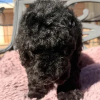 Ready Now! AKC MALE, a male Poodle - Standard  for sale in Sierra Vista, AZ – Photo 6 of 7