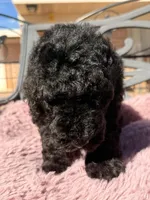 AKC MALE, a male Poodle - Standard  for sale in Sierra Vista, AZ – Photo 6 of 7