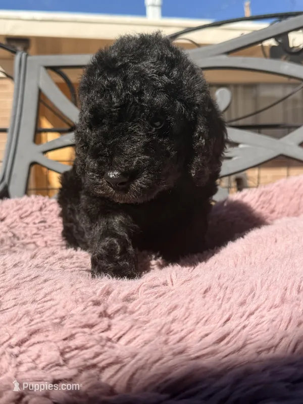 AKC MALE, a male Poodle - Standard  for sale in Sierra Vista, AZ – Photo 1 of 7