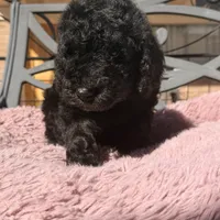 Ready Now! AKC MALE, a male Poodle - Standard  for sale in Sierra Vista, AZ – Photo 1 of 7