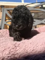 AKC MALE, a male Poodle - Standard  for sale in Sierra Vista, AZ – Photo 1 of 7