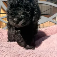 Ready Now! AKC MALE, a male Poodle - Standard  for sale in Sierra Vista, AZ – Photo 3 of 7