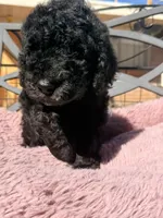 AKC MALE, a male Poodle - Standard  for sale in Sierra Vista, AZ – Photo 3 of 7