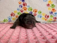 Moana, a female French Bulldog for sale in Sierra Vista, AZ – 5 of 5