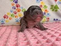 Belle, a female French Bulldog for sale in Sierra Vista, AZ – 2 of 7