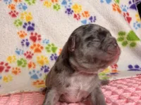 Belle, a female French Bulldog for sale in Sierra Vista, AZ – 5 of 7