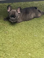 Ready now! AKC- Naveen, a male French Bulldog for sale in Sierra Vista, AZ – 2 of 10