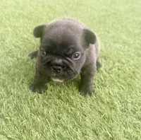 Naveen, a male French Bulldog for sale in Sierra Vista, AZ – 2 of 9