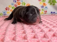 Tiana, a female French Bulldog for sale in Sierra Vista, AZ – 7 of 8