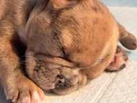 AKC  Merle Frenchie Female, a female French Bulldog for sale in Sierra Vista, AZ – Photo 4 of 10