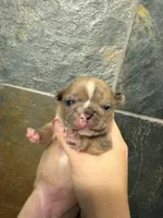 AKC  Merle Frenchie Female, a female French Bulldog for sale in Sierra Vista, AZ – Photo 6 of 10