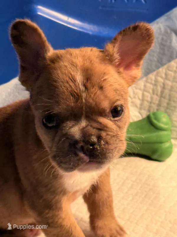 AKC  Merle Frenchie Female