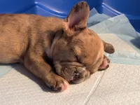 AKC  Merle Frenchie Female, a female French Bulldog for sale in Sierra Vista, AZ – Photo 7 of 10