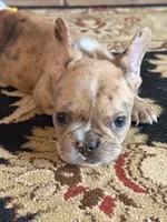 AKC  Merle Frenchie Female, a female French Bulldog for sale in Sierra Vista, AZ – Photo 8 of 10