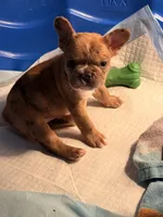 AKC  Merle Frenchie Female, a female French Bulldog for sale in Sierra Vista, AZ – Photo 5 of 10