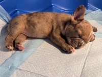 AKC  Merle Frenchie Female, a female French Bulldog for sale in Sierra Vista, AZ – Photo 3 of 10