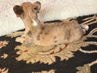 AKC  Merle Frenchie Female, a female French Bulldog for sale in Sierra Vista, AZ – Photo 9 of 10