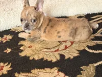 AKC  Merle Frenchie Female, a female French Bulldog for sale in Sierra Vista, AZ – Photo 10 of 10