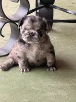 AKC- Moana, a female French Bulldog for sale in Sierra Vista, AZ – 4 of 10