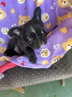 Ready Now! AKC-Tiana, a female French Bulldog for sale in Sierra Vista, AZ – 3 of 10