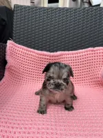 AKC- Moana, a female French Bulldog for sale in Sierra Vista, AZ – 5 of 10