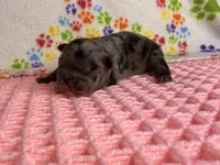 Moana, a female French Bulldog for sale in Sierra Vista, AZ – 4 of 5