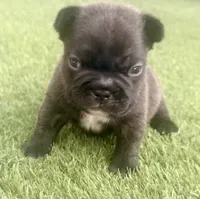 Naveen, a male French Bulldog for sale in Sierra Vista, AZ – 5 of 9
