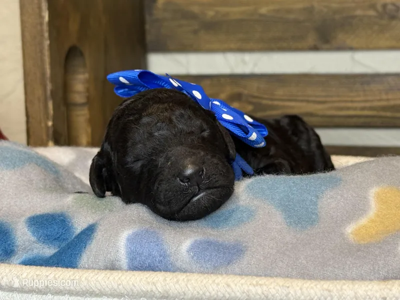 AKC- Navy- Black Male, a male Poodle - Standard  for sale in Sierra Vista, AZ – Photo 1 of 10