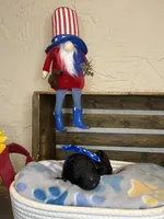 AKC- Navy- Black Male, a male Poodle - Standard  for sale in Sierra Vista, AZ – Photo 8 of 10