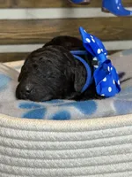 AKC- Navy- Black Male, a male Poodle - Standard  for sale in Sierra Vista, AZ – Photo 3 of 10