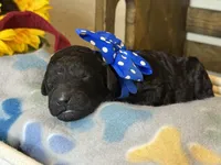 AKC- Navy- Black Male, a male Poodle - Standard  for sale in Sierra Vista, AZ – Photo 7 of 10