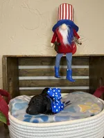 AKC- Navy- Black Male, a male Poodle - Standard  for sale in Sierra Vista, AZ – Photo 4 of 10