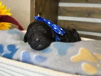 AKC- Navy- Black Male, a male Poodle - Standard  for sale in Sierra Vista, AZ – Photo 10 of 10